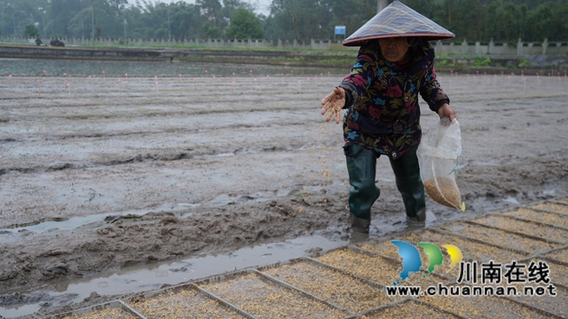 惊蛰春雨至 泸县水稻种子芯片播种忙