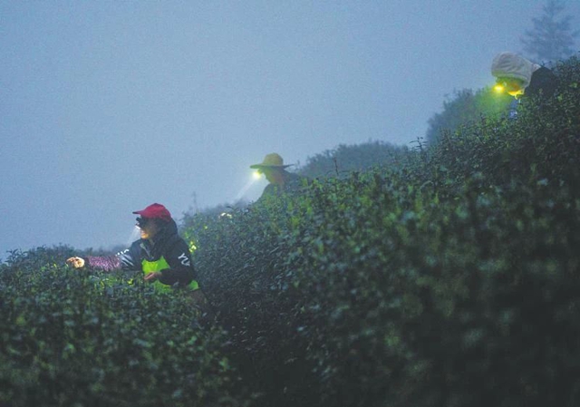 戴头灯采芽尖 纳溪春茶抢“鲜”开采