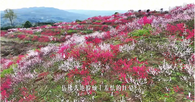 纳溪的春分，被美食与美景平分