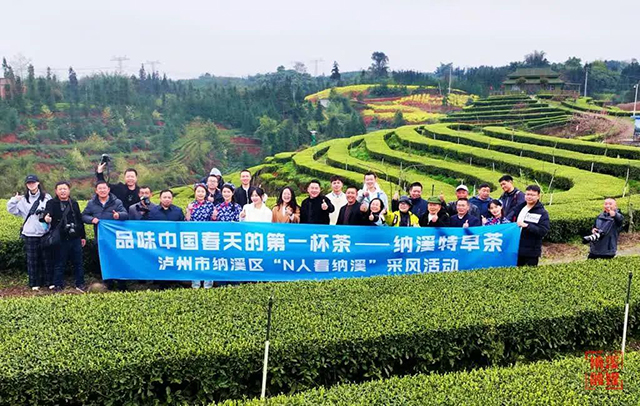 “品味中国春天的第一杯茶——纳溪特早茶”纳溪区“N人看纳溪”全民通讯员采风活动举行
