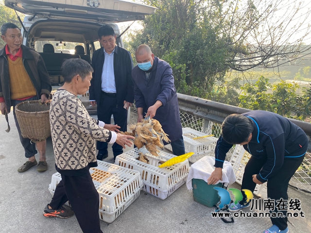龙马潭区鱼塘街道：乡贤送鸡苗 助力养殖发展