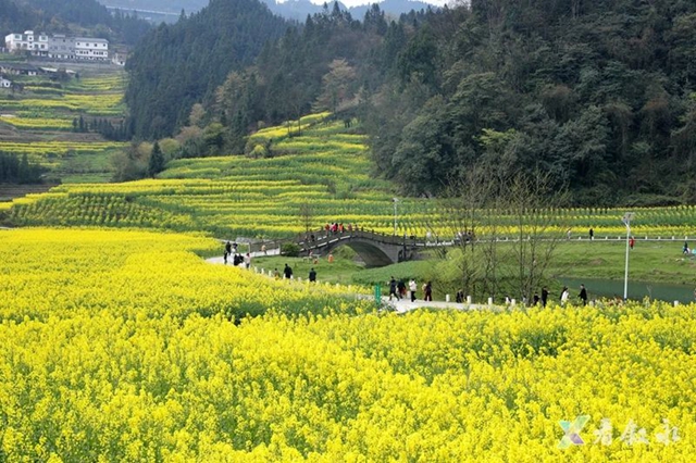 叙永:从种粮食到种“风景” “花式”催开美丽经济(图4) 4.jpg