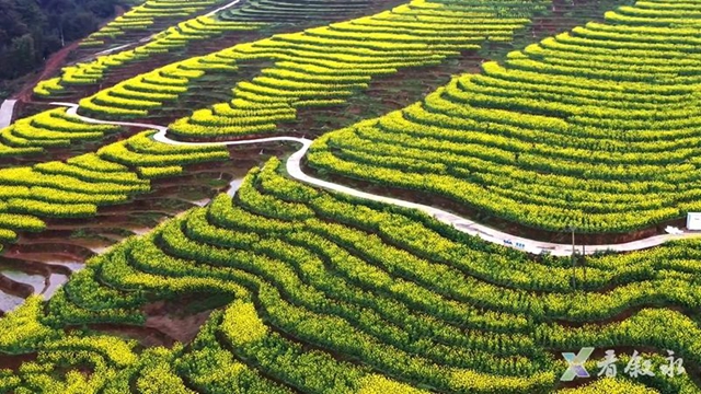 叙永:从种粮食到种“风景” “花式”催开美丽经济(图6) 6.jpg