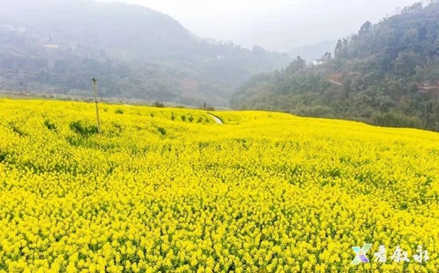 叙永:从种粮食到种“风景” “花式”催开美丽经济(图9) 9.jpg