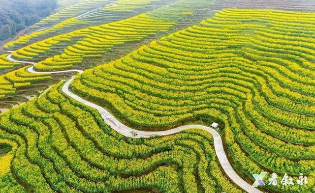 叙永:从种粮食到种“风景” “花式”催开美丽经济(图7) 7.jpg