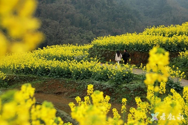 叙永:从种粮食到种“风景” “花式”催开美丽经济(图10) 10.jpg