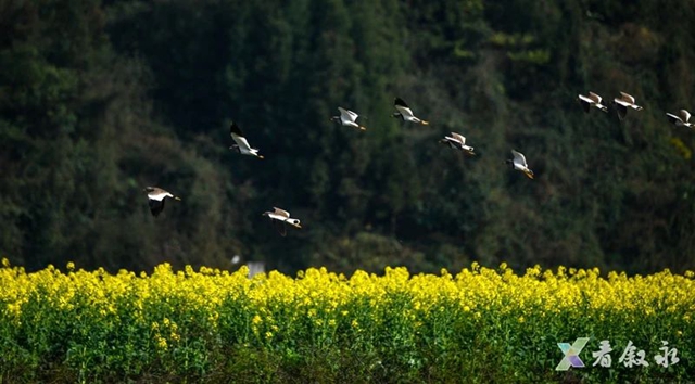 叙永:从种粮食到种“风景” “花式”催开美丽经济(图13) 13.jpg