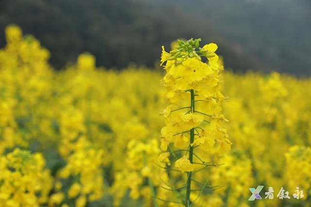 叙永:从种粮食到种“风景” “花式”催开美丽经济(图12) 12.jpg