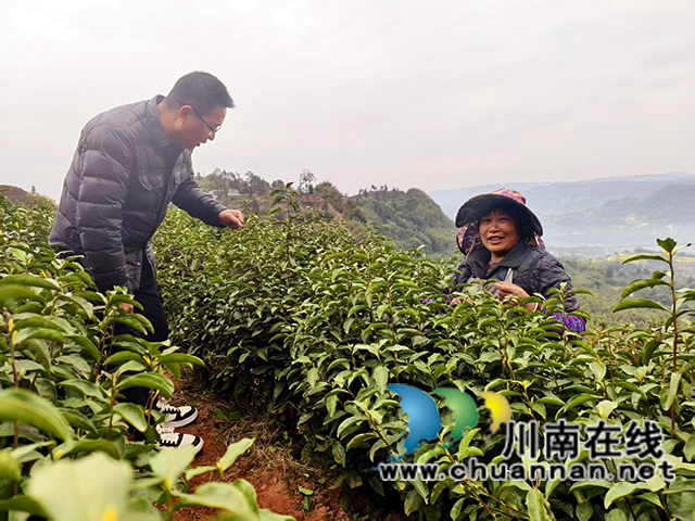 图2：游飞（左）向村民了解采茶增收情况.jpg
