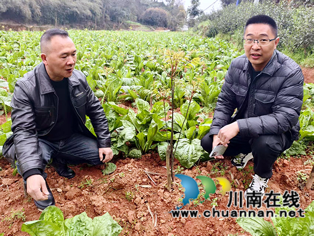 图3：游飞（左）查看套种的中药材.jpg