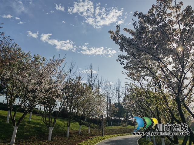 龙湖湿地的海棠花大道（曾佐然摄）.jpg