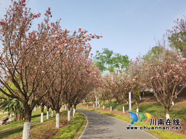 龙湖湿地的樱花大道（曾佐然摄）.jpg