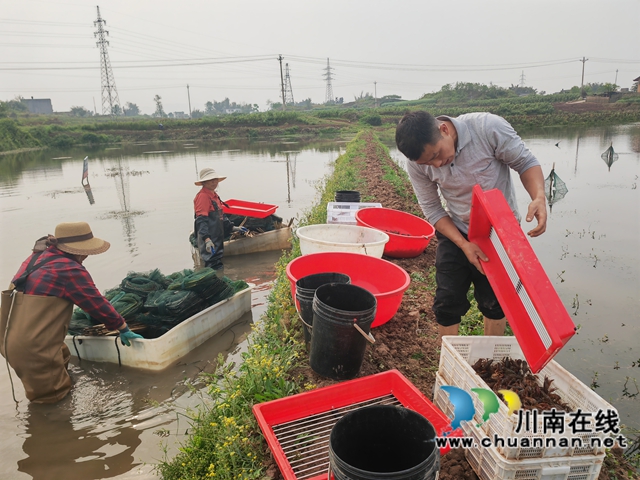 分捡小龙虾2（曾佐然摄）.jpg