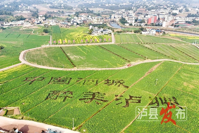 全国第13名!泸县这个产业园实力出圈(图4) 4.jpg