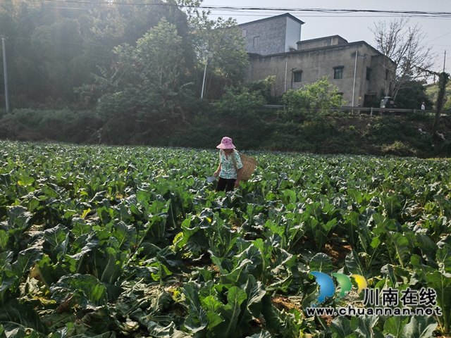 蔬菜基地（曾佐然摄）.jpg