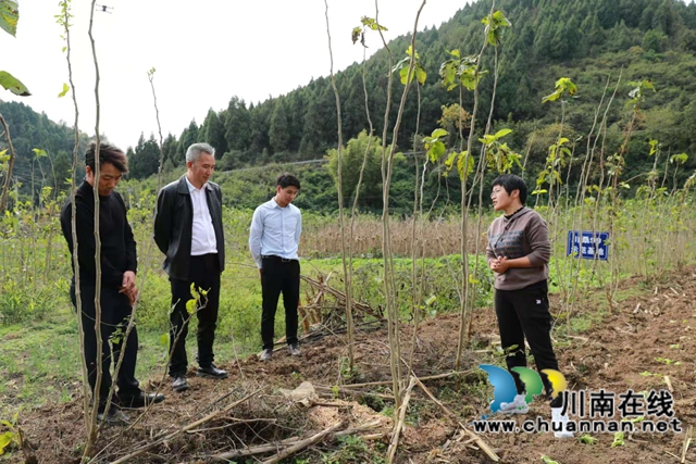古蔺人闯天下：编织桑蚕致富路，绘就乡村振兴新画卷