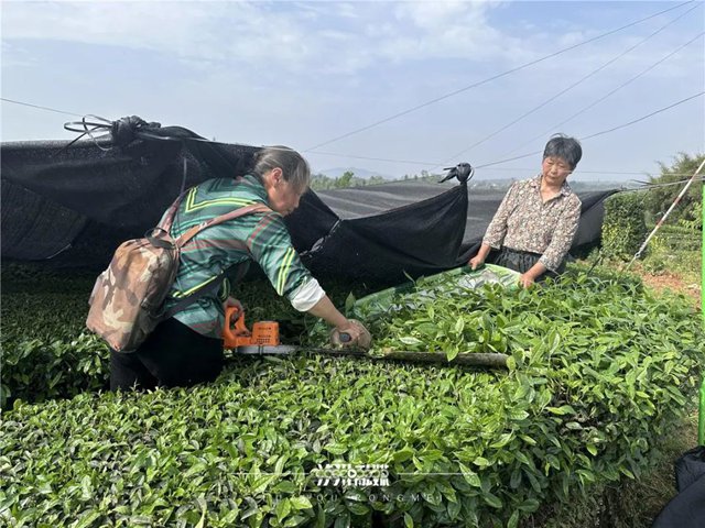 纳溪区大渡口镇：从茶叶到茶业，一片茶做出“新花样”
