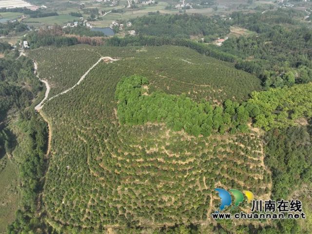 泸县：返乡农民工柯伯成种植小油果，“榨”出“富民油”