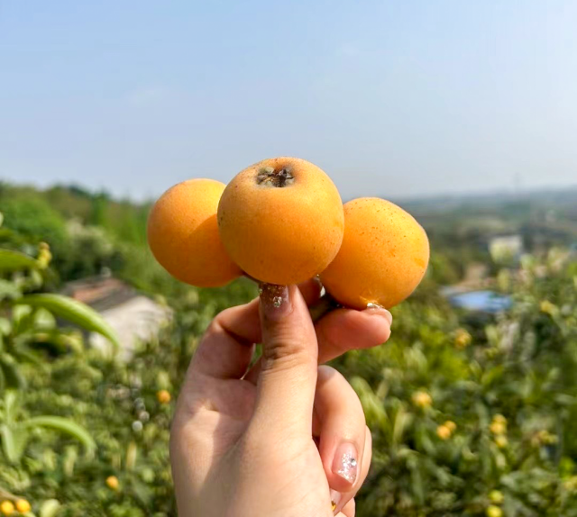周末来泸州“枇杷行”，5条旅游路线已备好！