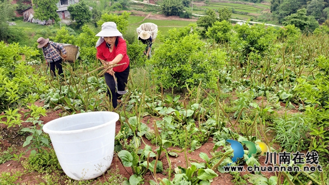 纳溪区合面镇大石村：药材变“药财”，致富有良方