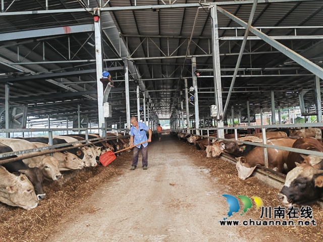 肉牛养殖（曾佐然摄）.jpg