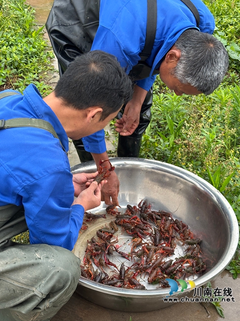 分拣小龙虾（李腾摄）.jpg