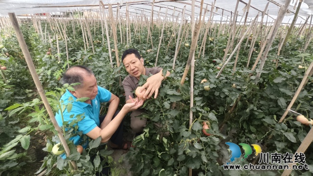 泸州市江阳区先锋村特色产业西红柿成“致富果”(图2) 001.jpg