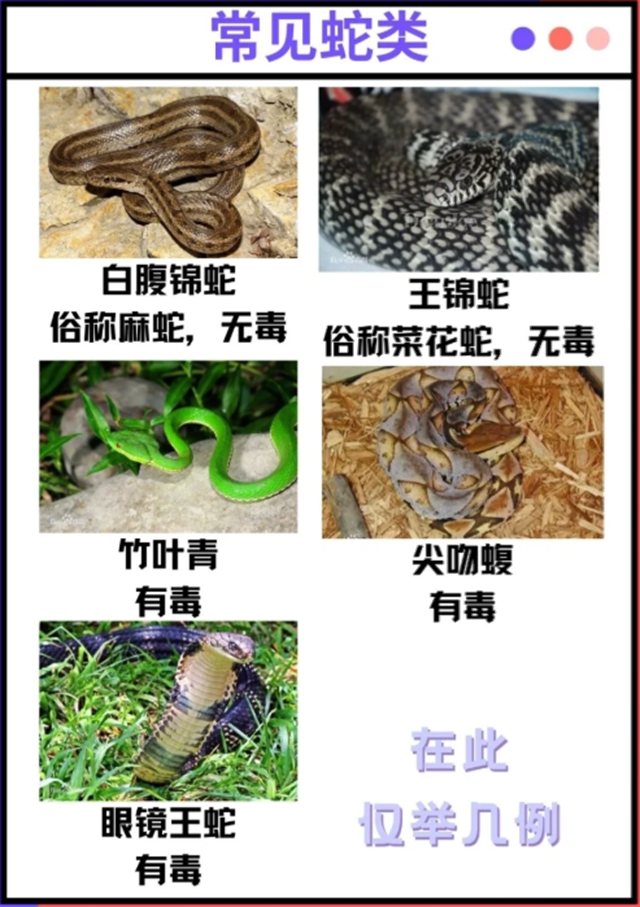 【扩散】被毒蛇咬伤?合江县中医医院有抗蛇毒血清能救命(图3) 6402.jpg