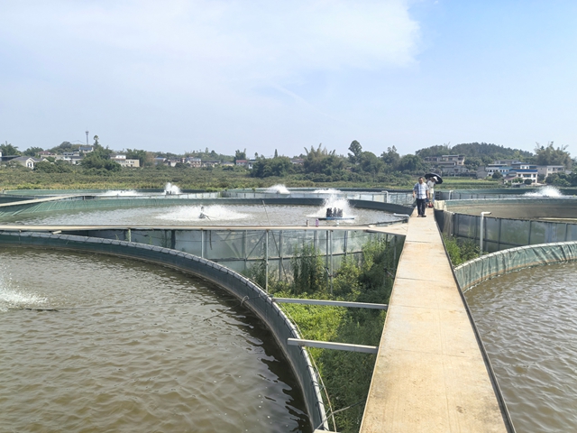 鲈鱼养殖基地1（王静摄）.jpg