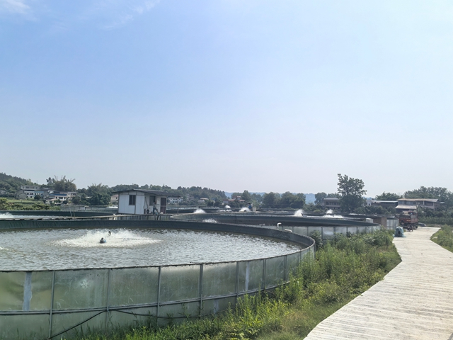 鲈鱼养殖基地2（王静摄）.jpg