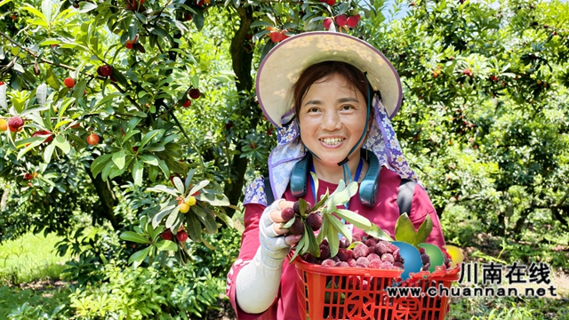 图1：杨梅丰收乐了张秀芬.jpg