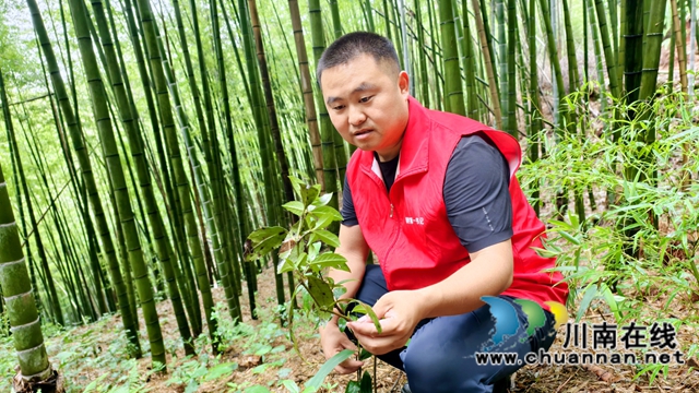 纳溪区龙车镇：林下套种草珊瑚，“一地三收”好“丰”景