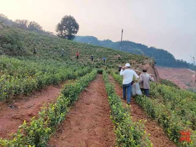 乡村行  看振兴 | 徐生林：从包工头到茶园老板的蜕变