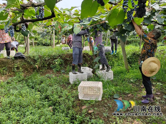 项目基地泸县紫桂缘家庭农场带动周边零散劳动力就业.jpg
