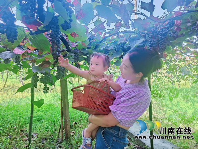 游客在项目基地泸县紫桂缘家庭农场采摘鲜果2.jpg