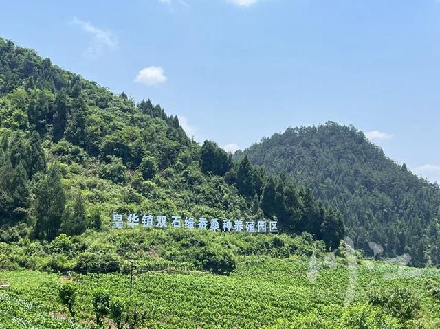 让“一把钥匙打开多把锁” 返乡创业的“养蚕哥”有了新“丝”路