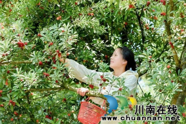 古蔺县茅溪镇:开启安逸走四川,醉享“梅”好时光(图21) 新闻通稿(杨梅季开幕)1503.jpg