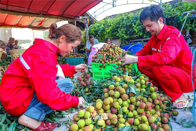 点燃夏秋消费热情,合江荔枝泸州桂圆的错峰甜蜜(图4) 4.jpg