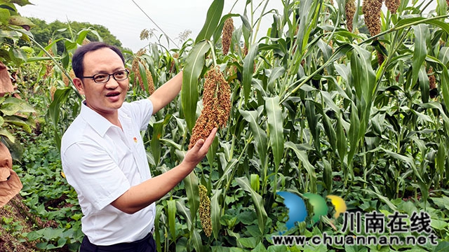 图3：颜小平带头种高粱.jpg