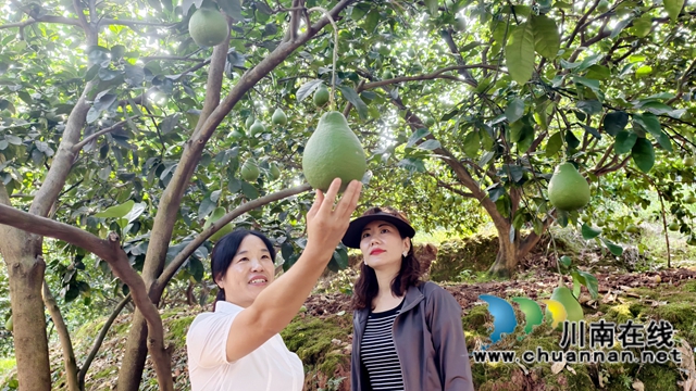 图2：沉甸甸的柚子垂吊枝梢 .jpg