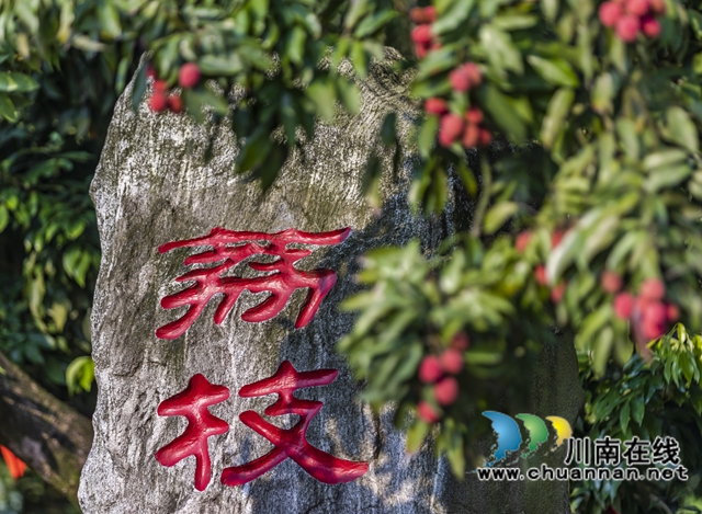 千年荔枝红透处——从《长安的荔枝》看合江的文化情结