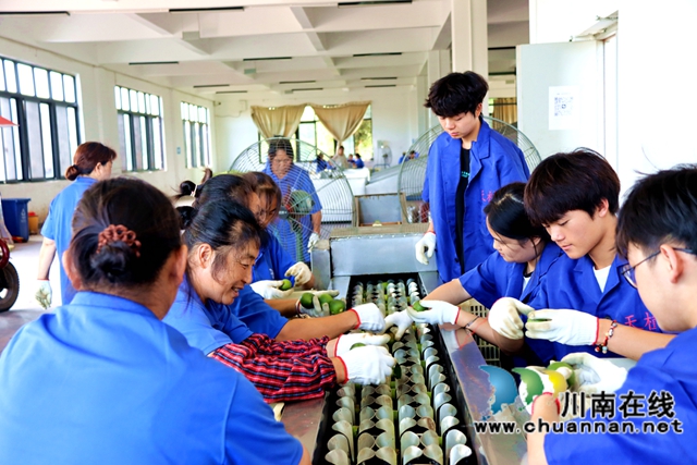 酸柑儿变黄金果！泸县枳壳规模种植与加工结合助农增收