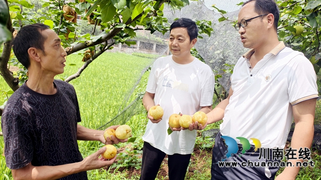 图2：覆盖遮阳网后梨子个大又光洁；.jpg