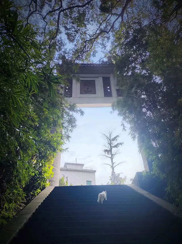 我与西南医大附院的故事 | 香樟树下的接力~