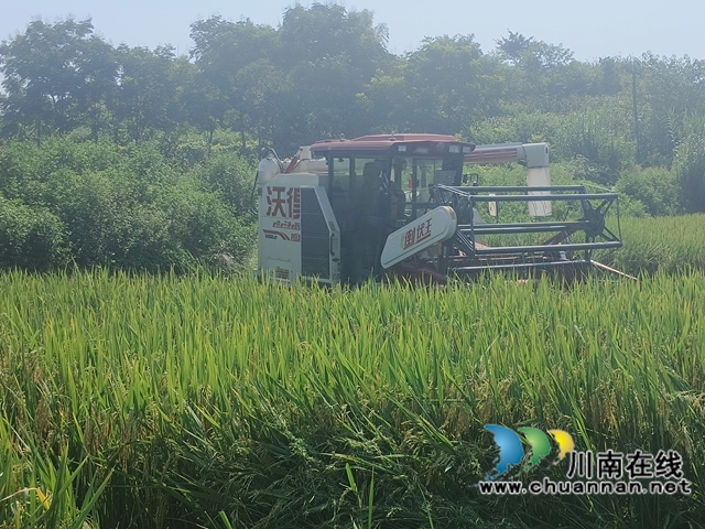 制种新技术与全程机械化｜泸县3万余亩杂交水稻制种喜获丰收
