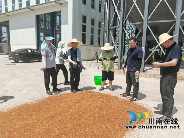 现场晒高粱粒（曾佐然摄）.jpg