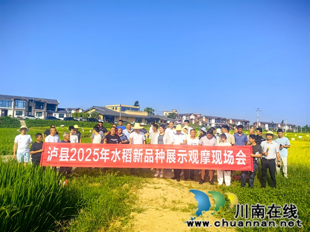 泸县：152个次水稻新品种展示提供科学选种用种