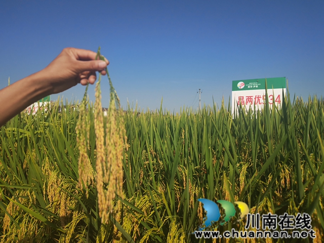 现场比较稻穗（曾佐然摄）.jpg