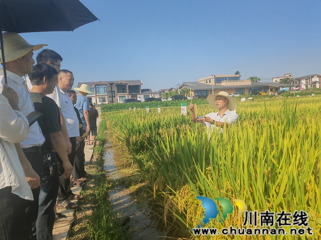 农技专家现场讲解（曾佐然摄）.jpg