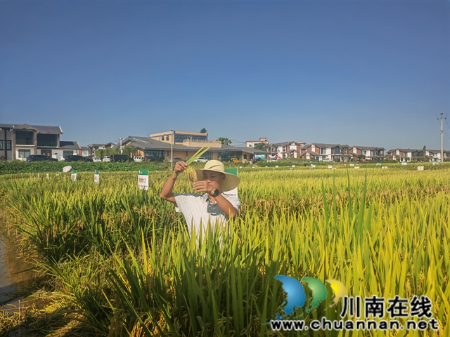 现场观察水稻长势（曾佐然摄）.jpg